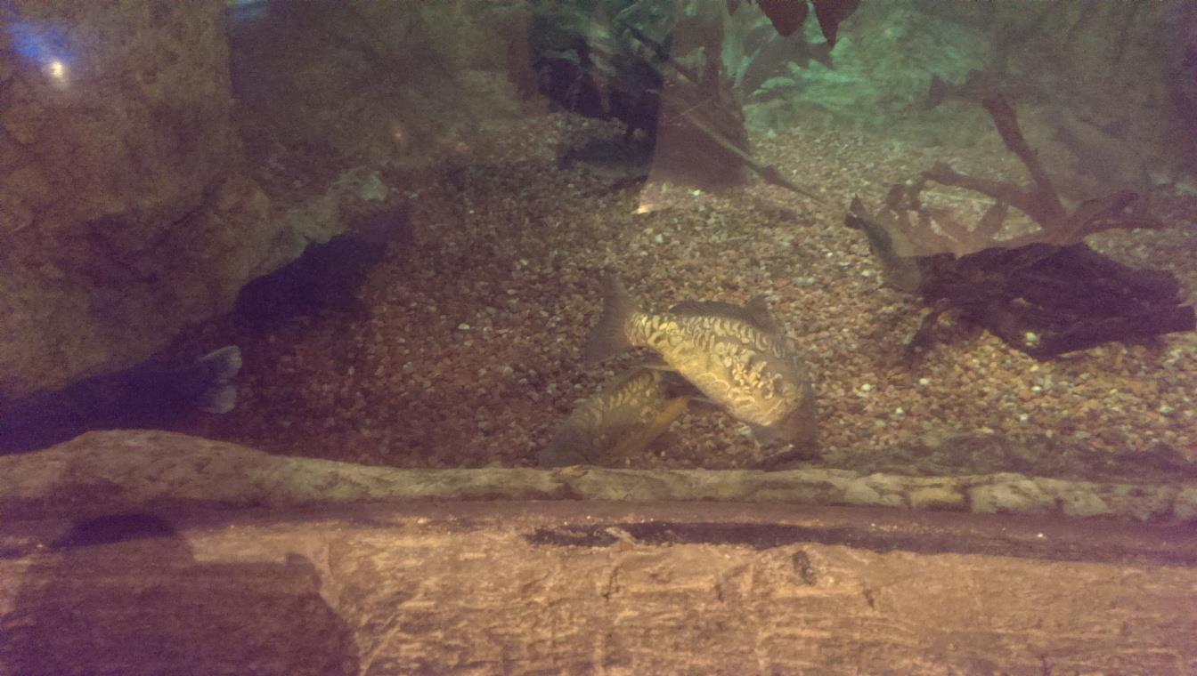 Bass Pro experience Phoenix AZ - imag0921.jpg